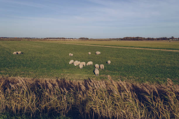 istock sheeps at Texel grassland on sunny october evening 1138811396