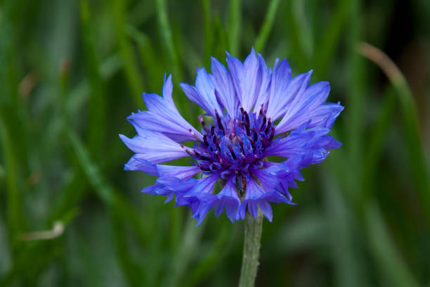 Purple blanket-flower bloom in mae fah luang garden Scene from around Chiang Mai Province, Northern Thailand cornflower photos stock pictures, royalty-free photos & images