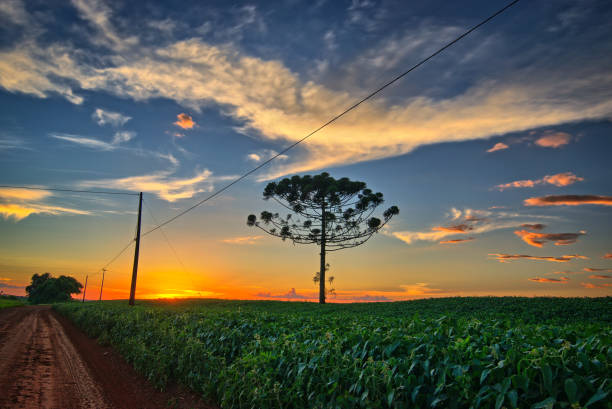 Sunset in Cascavel Paraná-Araucaria and soybean plantation Sunset in the rural area of Cascavel - foot of araucaria also known as paraná pine - soybean plantation. araucaria araucana stock pictures, royalty-free photos & images