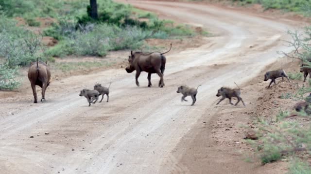 Warthog piglets crossing the road