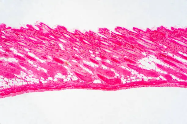 Photo of Cross section human skin tissue under microscope view for physiology education.