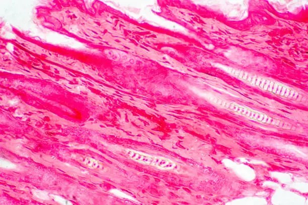 Photo of Cross section human skin tissue under microscope view for physiology education.