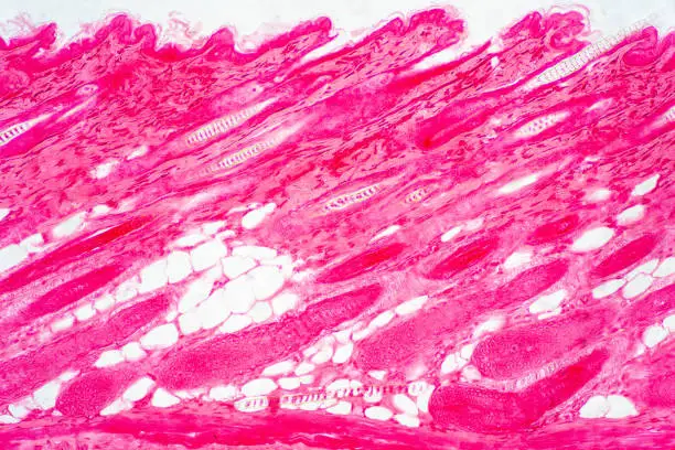 Photo of Cross section human skin tissue under microscope view for physiology education.