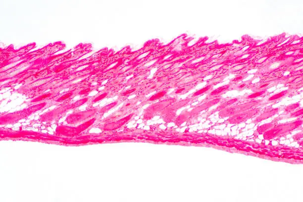 Photo of Cross section human skin tissue under microscope view for physiology education.