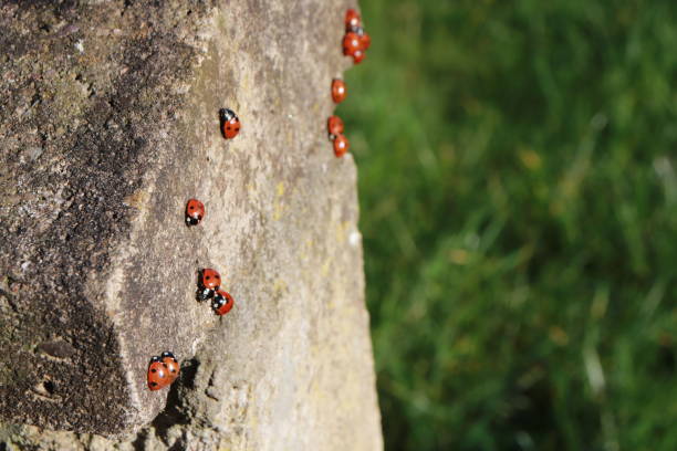 istock Ladybirds on wall 1138815118