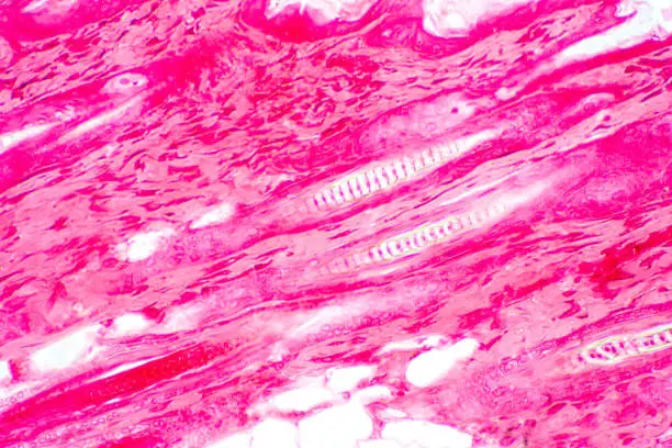 Photo of Cross section human skin tissue under microscope view for physiology education.