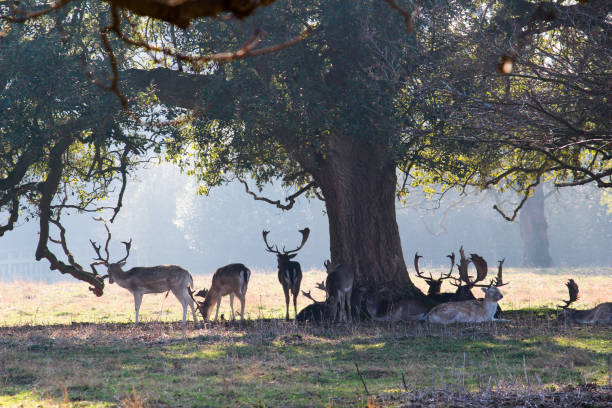 istock Herd of deer huddled under tree -  Charlecote, Warwickshire 1138815669