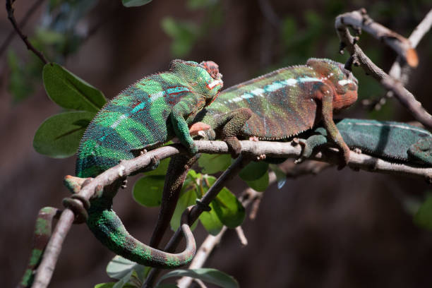 istock Panther chameleon (Furcifer pardalis) from Madagascar, perched on a branch 1138815811