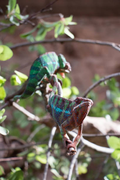 istock Panther chameleon (Furcifer pardalis) from Madagascar, perched on a branch 1138815822