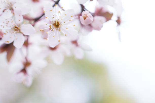 istock Cherry Blossom or Sakura flower on nature background. 1138815929