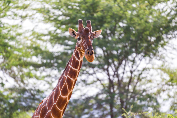 istock The face of a giraffe in close-up 1138816089