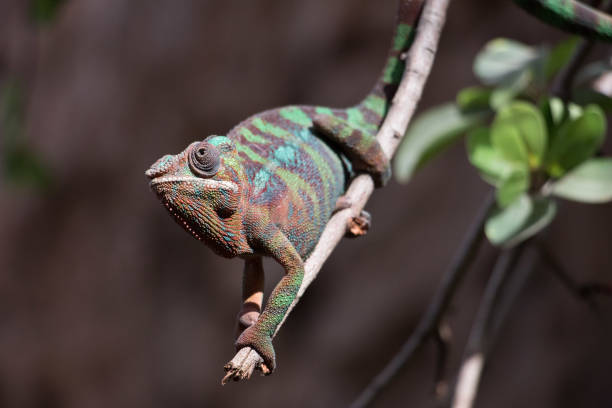 istock Panther chameleon (Furcifer pardalis) from Madagascar, perched on a branch 1138816286