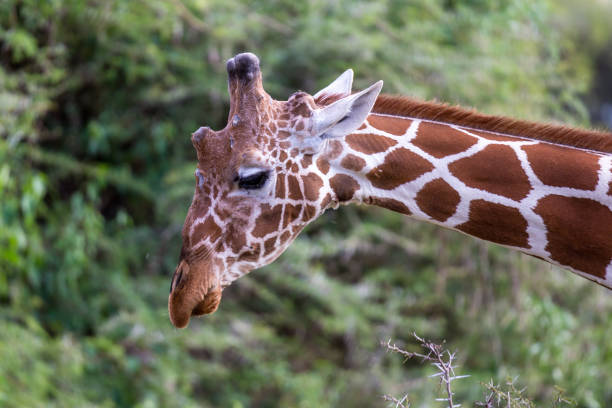 istock The face of a giraffe in close-up 1138817475