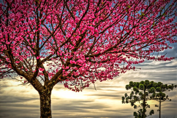 The Cherry Tree and Araucaria-Cascavel-Paraná An imposing cherry tree and in the background araucarias. Photographed in the winter of Cascavel - Paraná. fruit tree flower sakura spring stock pictures, royalty-free photos & images