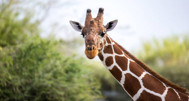 das gesicht einer giraffe in nahaufnahme - giraffe stock-fotos und bilder