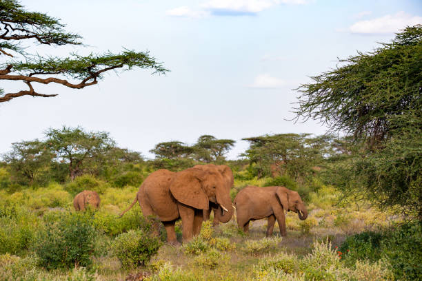 istock An elephant family goes through the bushes 1138817774