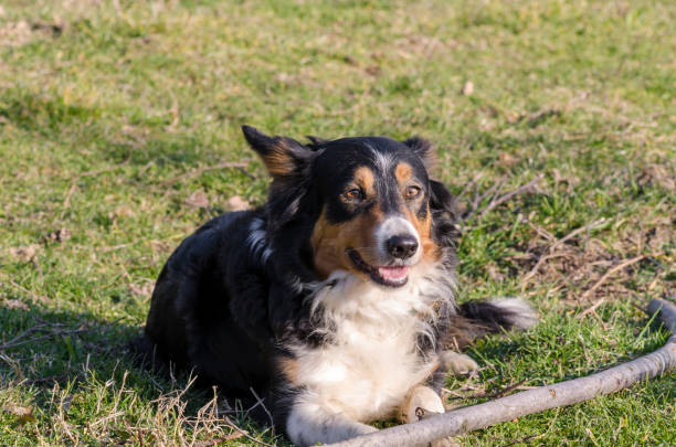 istock border collie running on the grass 1138821297