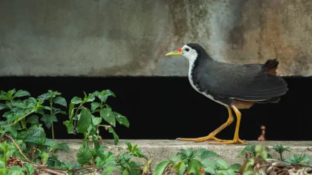 Photo of White-breasted waterhen walking