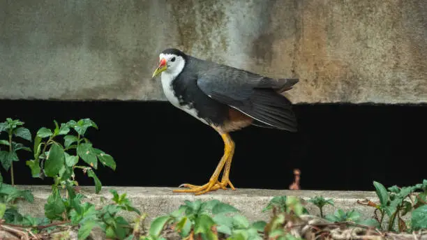 Photo of White-breasted waterhen standing