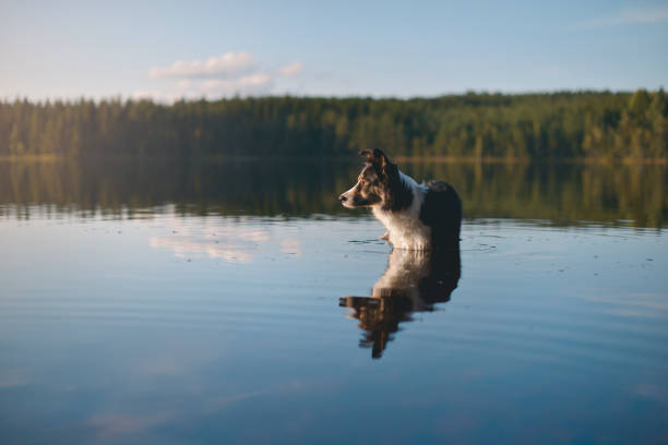 Dog wading through the water Border Collie wading in a like during sunset in Sweden. walking in water stock pictures, royalty-free photos & images