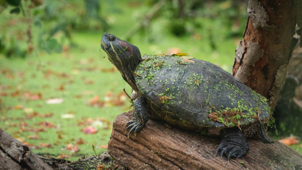 istock Red-eared terrapin relaxing in the wild 1138822329