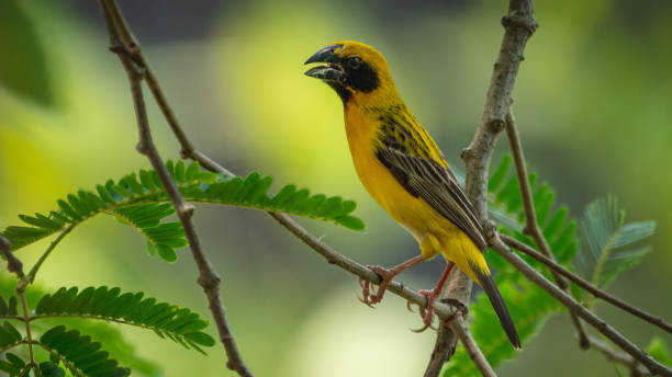 istock Asian golden weaver 1138822515