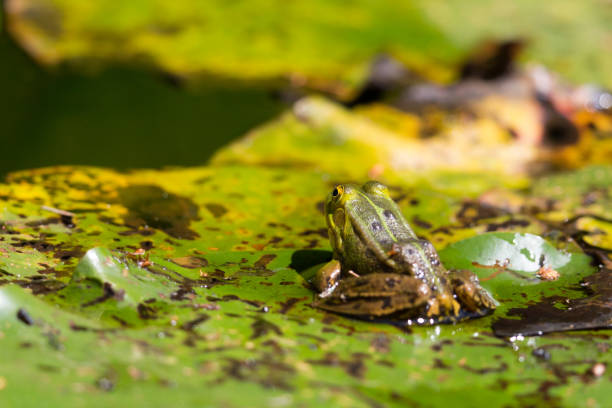 istock back view little green frog (rana) sitting on water lily leaf in pond 1138822667