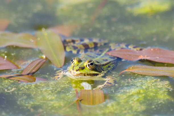 istock green frog (rana) with head over water surface, aquatic plants 1138822695