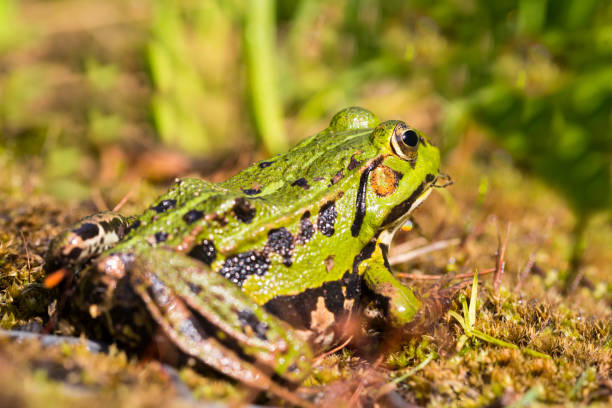 Taking a close look at a wood frog.