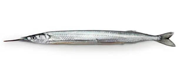 sayori, Japanese halfbeak, Hyporhamphus sajori