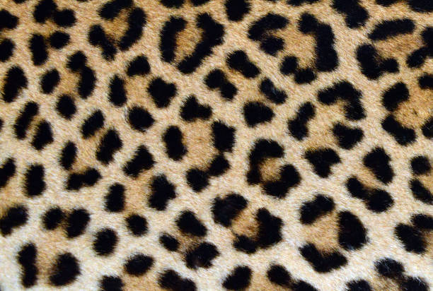 кожа леопарда - настоящий меховой узор - animal track стоковые фото и изображения