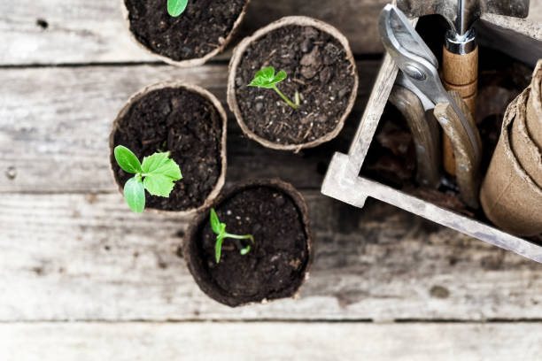 istock Seedling ready to be planted in the garden 1138825439