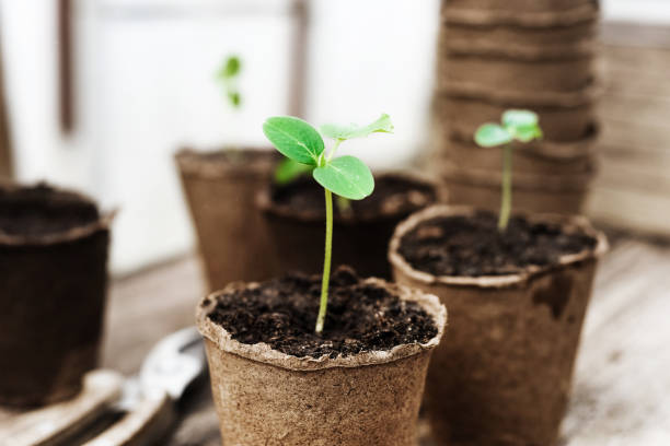 semis prêt à être planté dans le jardin - plante cultivée photos et images de collection