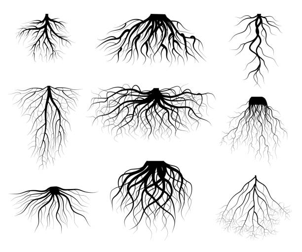 ilustraciones, imágenes clip art, dibujos animados e iconos de stock de silueta árbol negro raíces varios tipos de formas set. vector - raíz