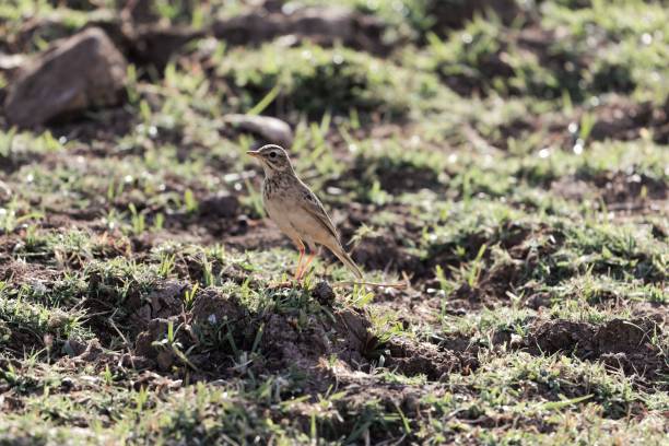 istock African pipit , Anthus cinnamomeus 1138827052