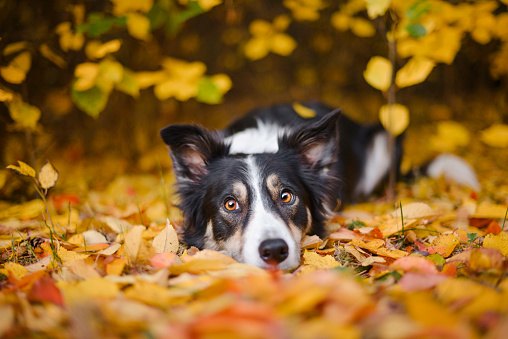 Border Collie lying down on autumn leaves.