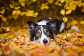 Border Collie and autumn colors