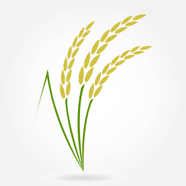 beras. simbol potong. beras atau elemen desain telinga gandum. biji-bijian pertanian. ilustrasi vektor berwarna-warni. - paddy ilustrasi stok