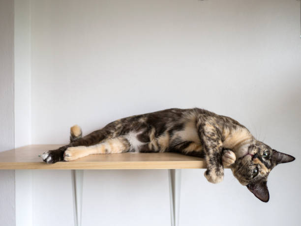 istock Siamese tri-color cat  on wall shelf 1138828135