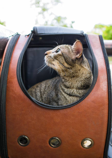 istock Tabby cat in traveler backpack  capsule 1138828181