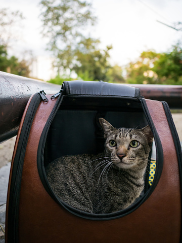 Tabby cat in traveler backpack  capsule in the garden