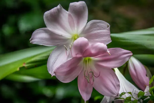 Close up of a Belladonna lily in Cape Town, South Africa.