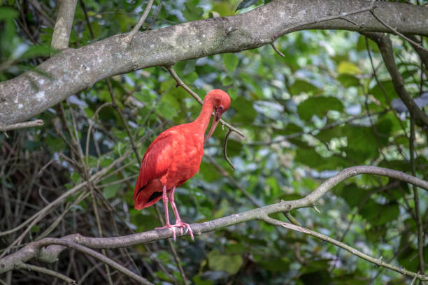 istock Scarlet ibis sitting on a branch. 1138829311