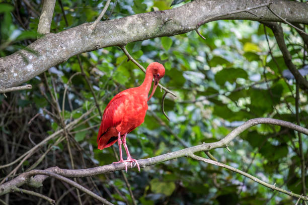 istock Scarlet ibis sitting on a branch. 1138829313