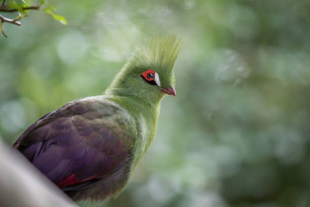 istock Knysna's turaco on a branch in the forest. 1138829329