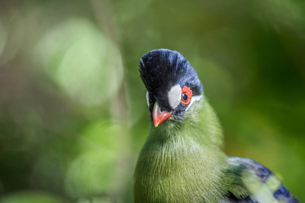 istock Purple-crested turaco close up in the forest. 1138829372