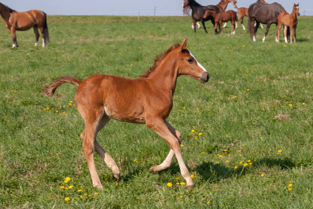 istock Horses in the first day of spring 1138829507