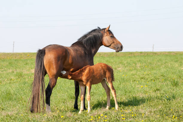 istock Horses in the first day of spring 1138829576