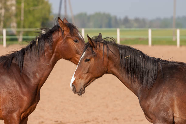 istock Horses in the first day of spring 1138829639