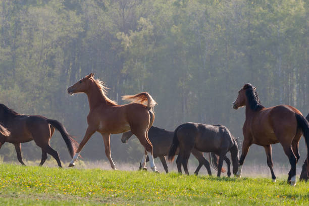 istock Horses in the first day of spring 1138829650